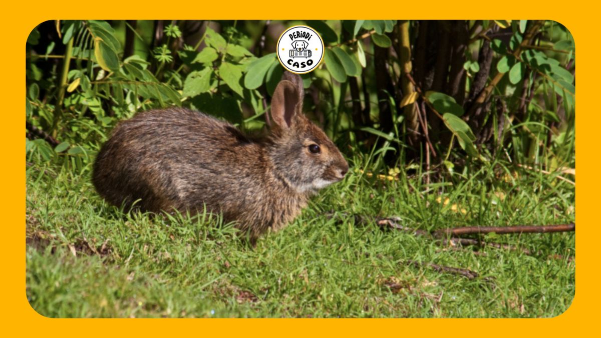 Reaparece Conejo de Omiltemi tras décadas sin avistamientos; preparan plan de conservación