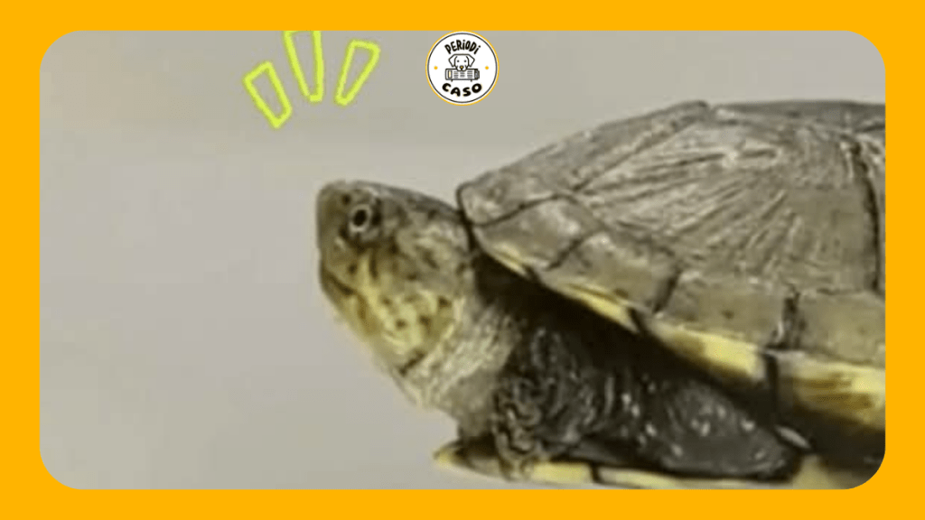 Tortuga nativa de Tlaxcala vuelve a su hábitat&nbsp;natural