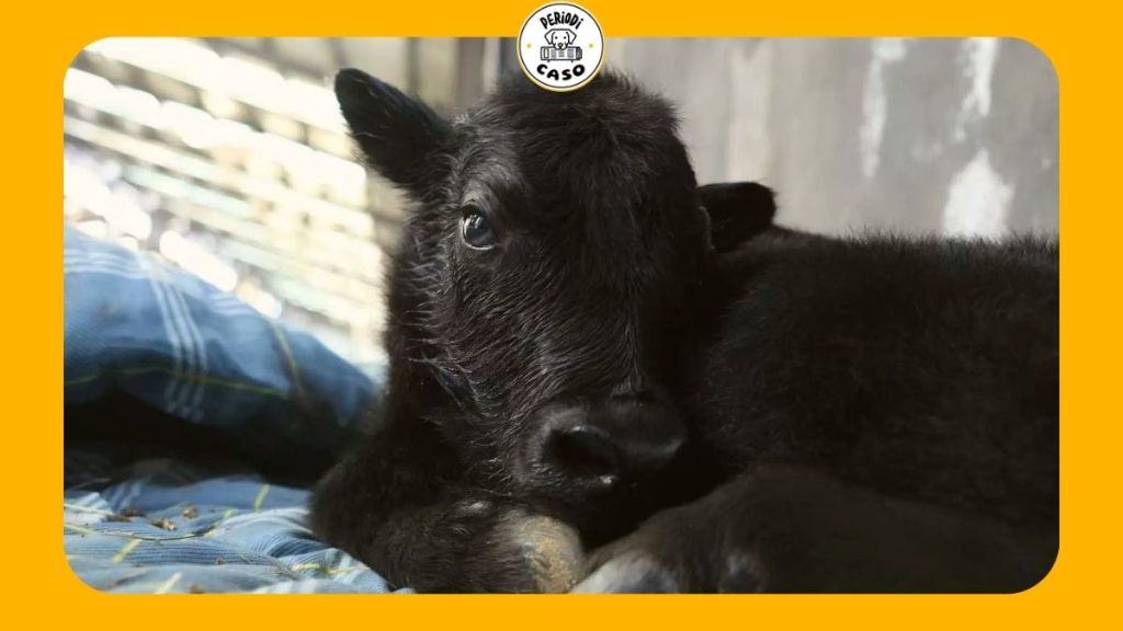 China clona con éxito al primer yak del&nbsp;mundo