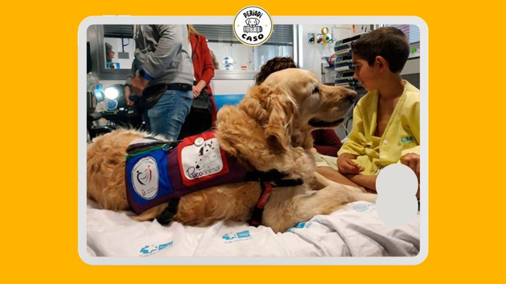 Estudios revelan que los perros pueden ser optimistas o&nbsp;pesimistas