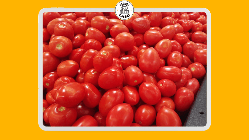 Golpe al campo mexicano: EE. UU. impone arancel de 17% al jitomate mexicano; productores y gobierno rechazan la medida