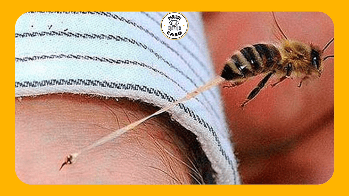 Abejas causan entre 80 y 90 muertes al año en México, alerta la UNAM