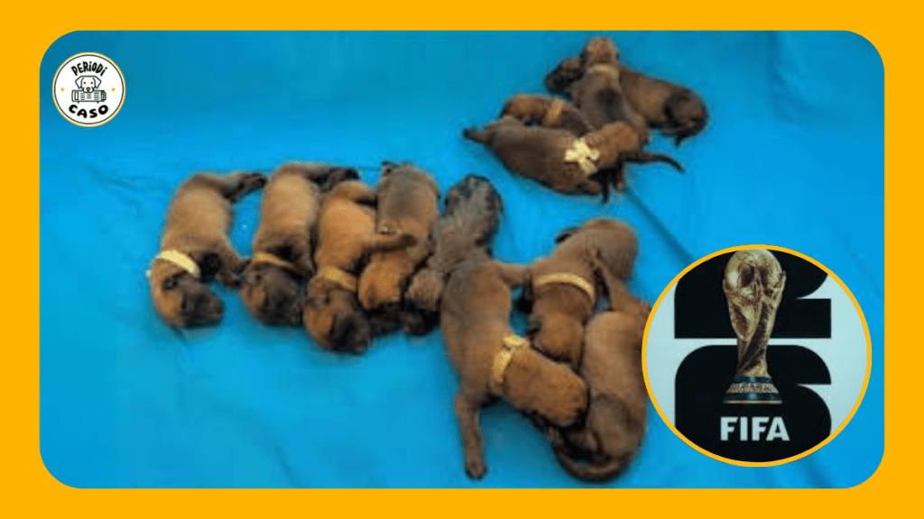 Lista la generación de lomitos que protegerá el Mundial&nbsp;2026