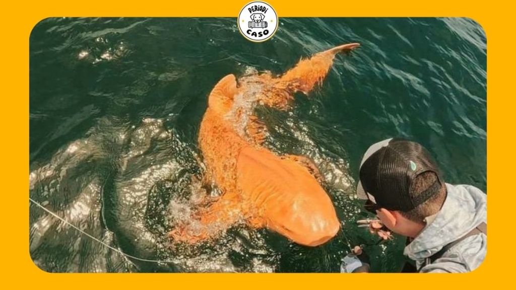 Descubren tiburón nodriza naranja en Costa&nbsp;Rica.