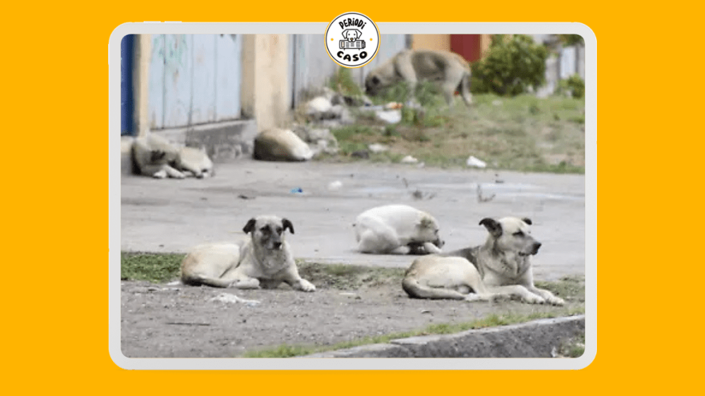 Impulsan iniciativa en el Congreso para salvaguardar a animales sin&nbsp;hogar