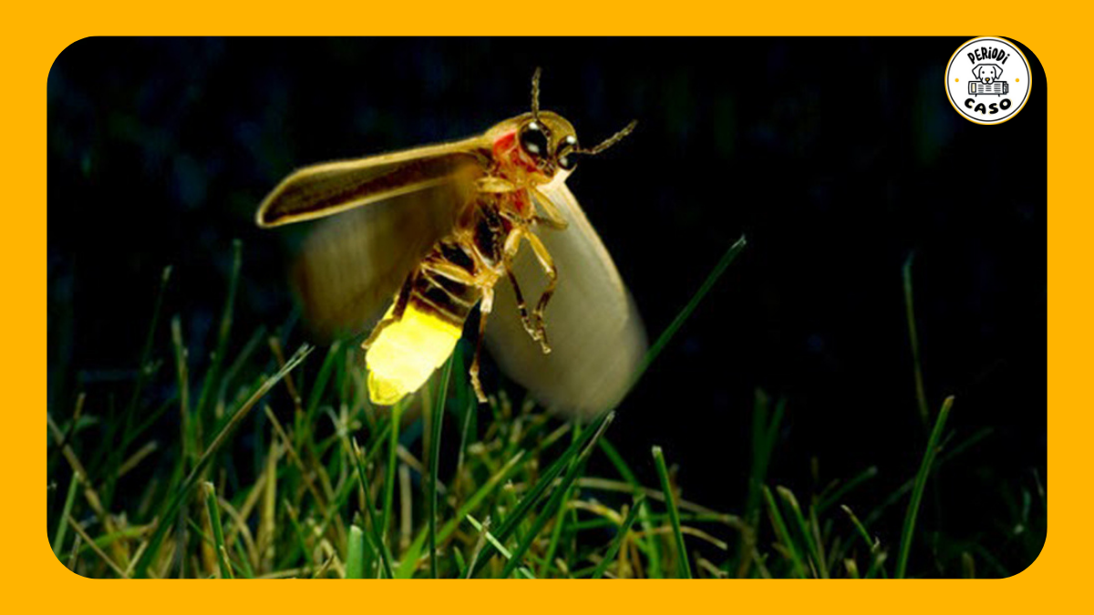 proponen nombrar nueva luciérnaga del bosque de chapultepec en homenaje a mujeres mexicanas