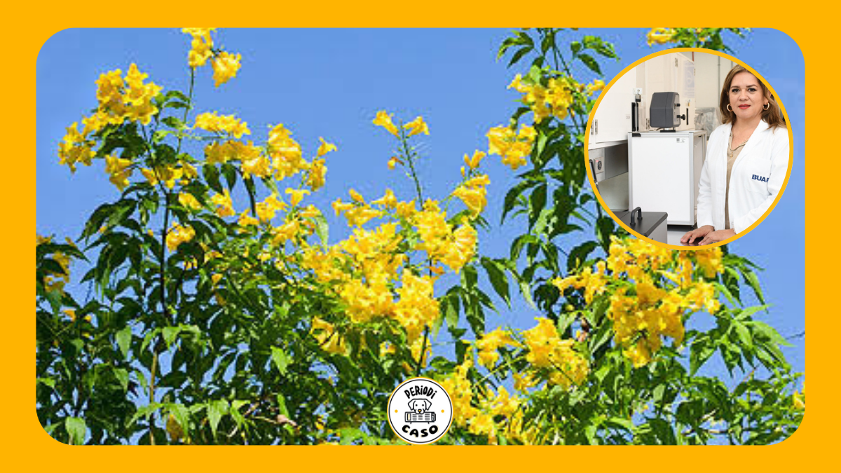 Tecoma stans: la flor amarilla que podría ayudar a prevenir la diabetes, según investigación de la BUAP