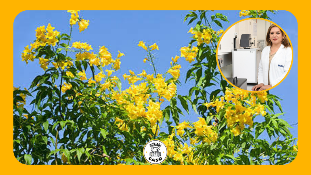 Tecoma stans: la flor amarilla que podría ayudar a prevenir la diabetes, según investigación de la&nbsp;BUAP