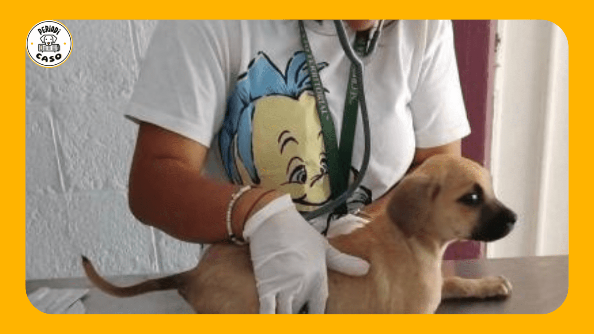 Atienden a más de 100 animales afectados por lluvias en la Sierra Norte