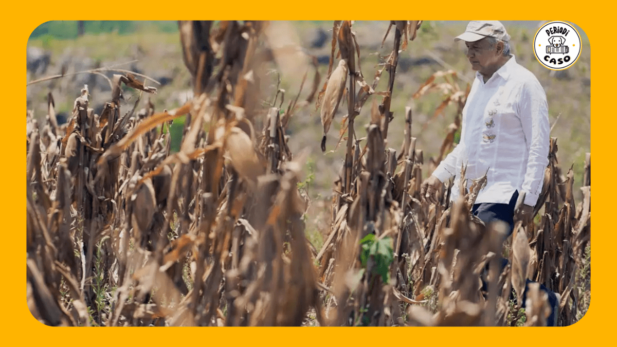 Firman acuerdo para estudiar la biodiversidad agroforestal en parcelas de Sembrando Vida