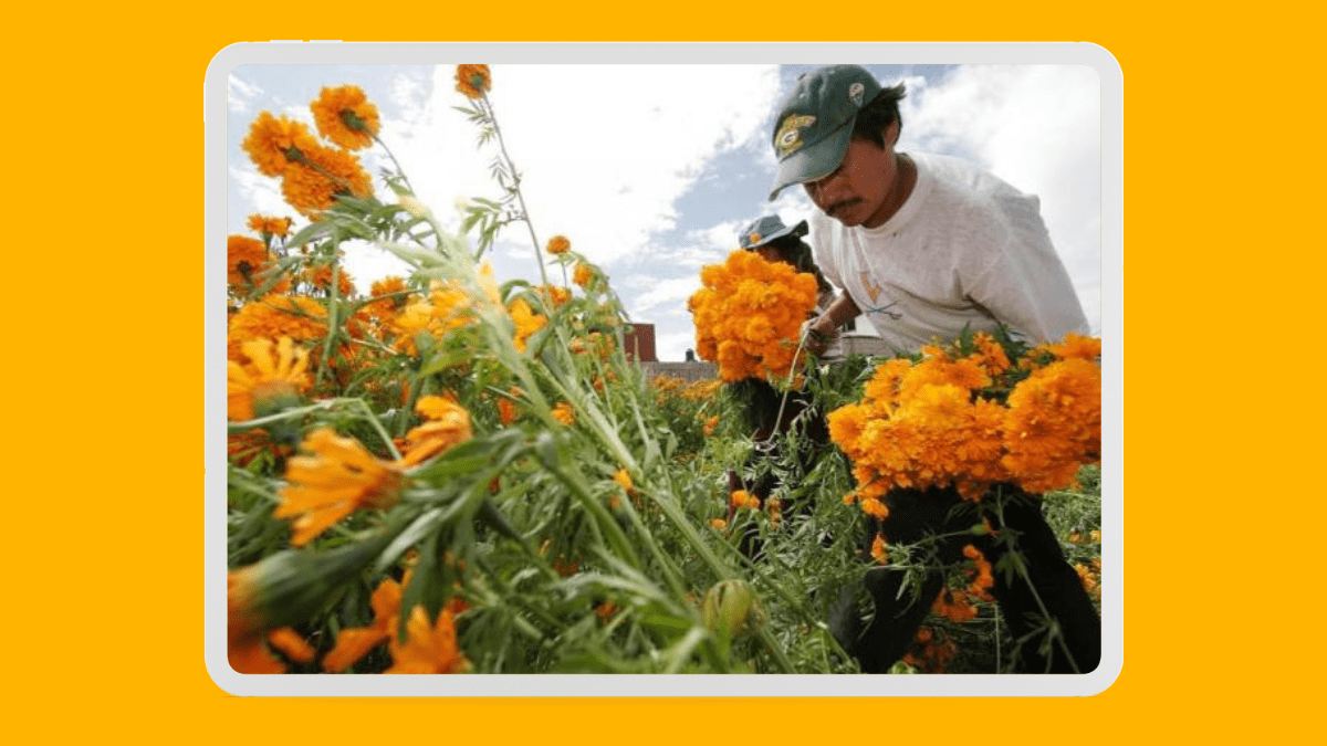 Productores poblanos impulsan el cultivo de cempasúchil y terciopelo en temporada