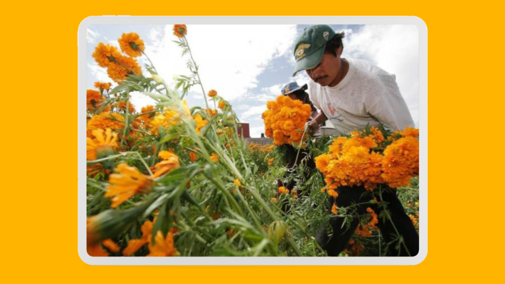 Productores poblanos impulsan el cultivo de cempasúchil y terciopelo en&nbsp;temporada