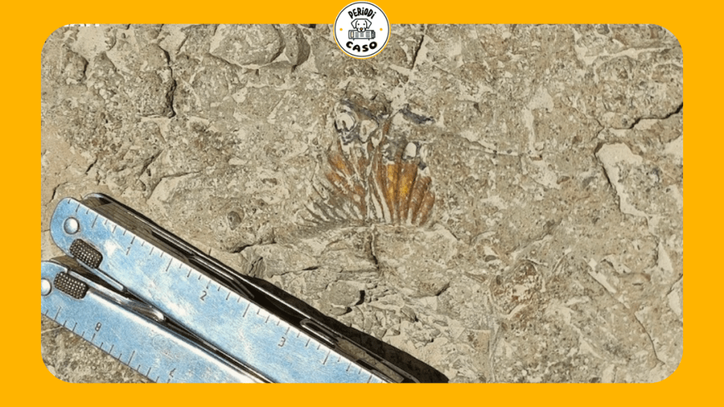 INAH confirma hallazgo de huellas de dinosaurios en&nbsp;Puebla