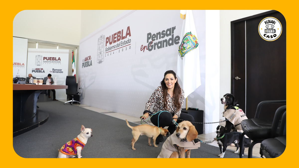 Invitan a poblanos a proteger del frío a sus animales y donar alimento a refugios