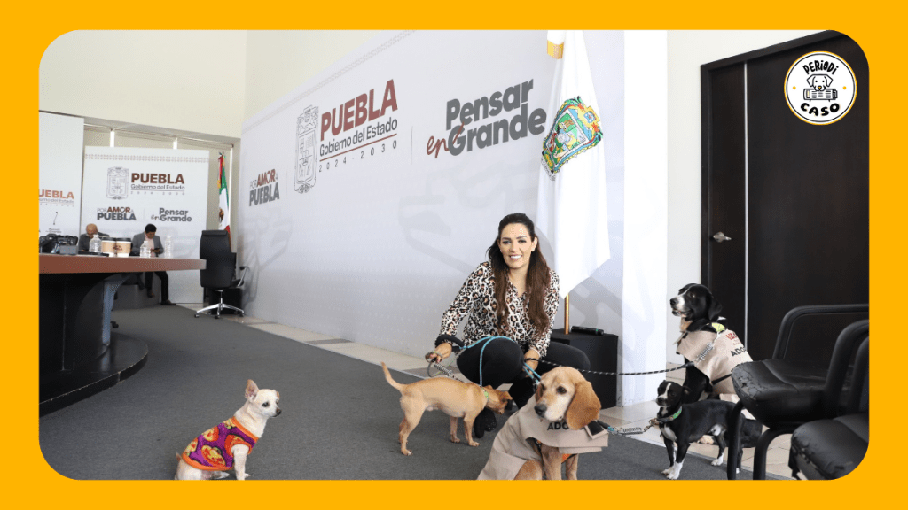 Invitan a poblanos a proteger del frío a sus animales y donar alimento a&nbsp;refugios