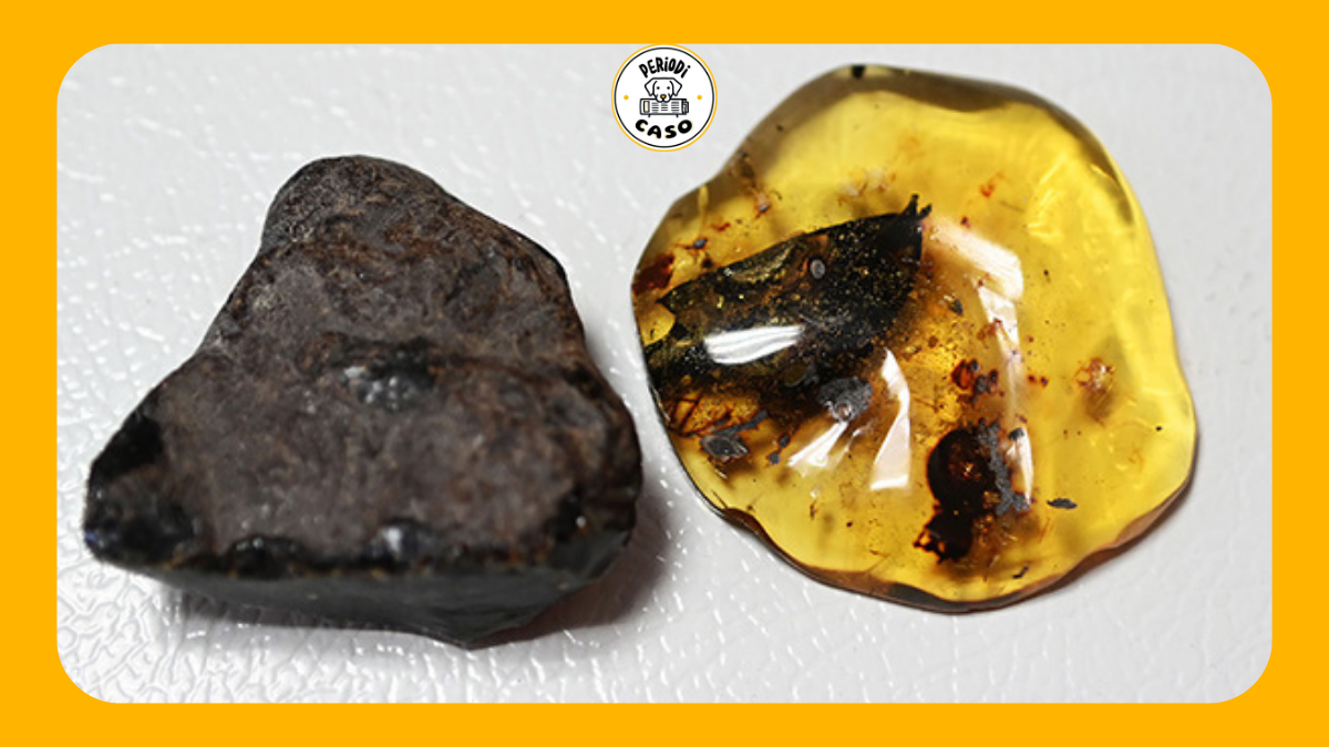 Descubren nueva especie extinta de árbol en ámbar mexicano