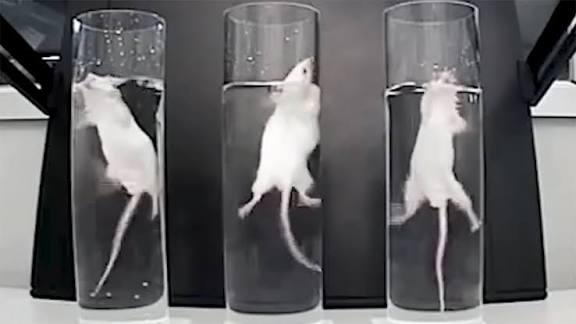 Nado forzado ratones