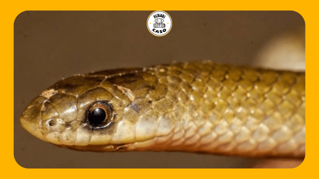 Descubren en Puebla serpiente subterránea que constituye un nuevo género