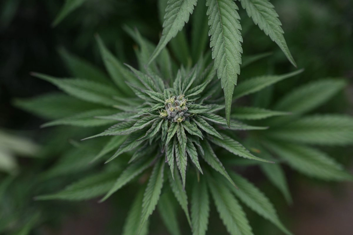 EE.UU. reclasifica la marihuana y abre paso a uso medicinal