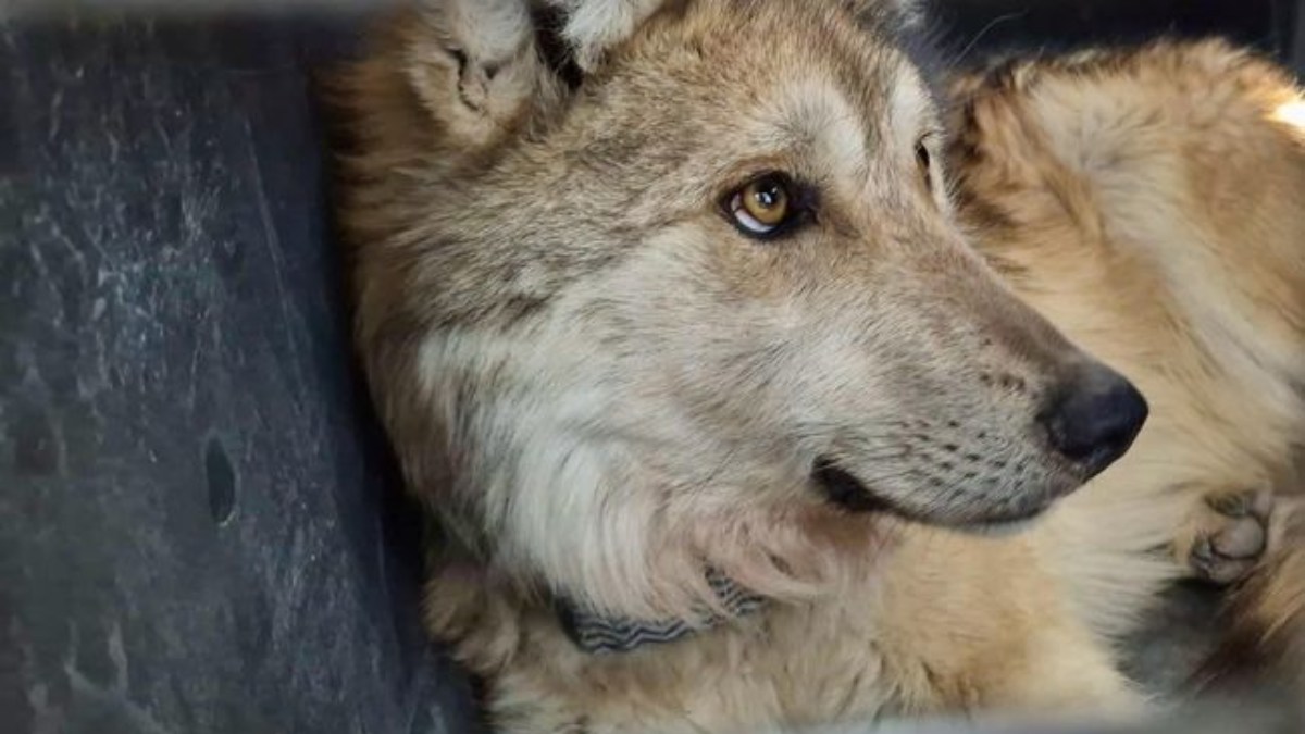 Lobo mexicano regresa a Durango tras 50 años con nueva manada
