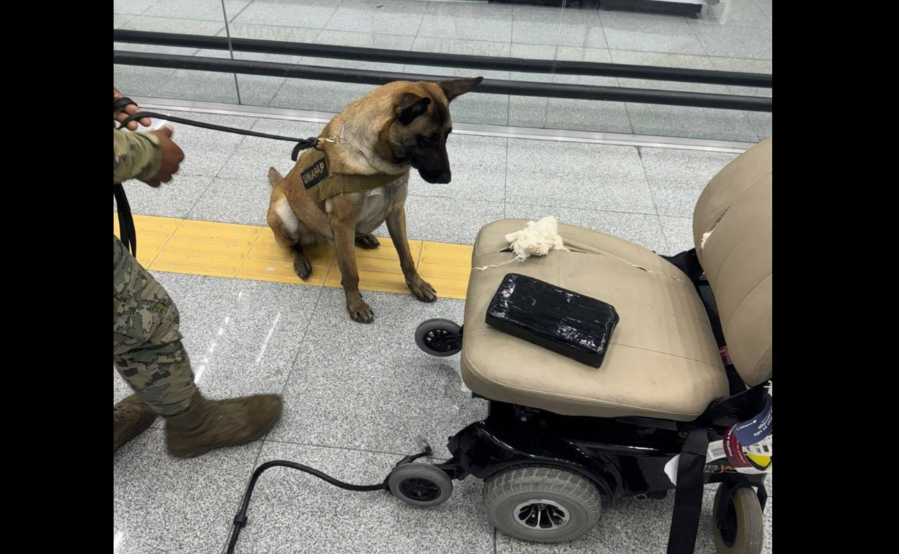 Perro policía detecta cocaína oculta en silla de ruedas en el AICM