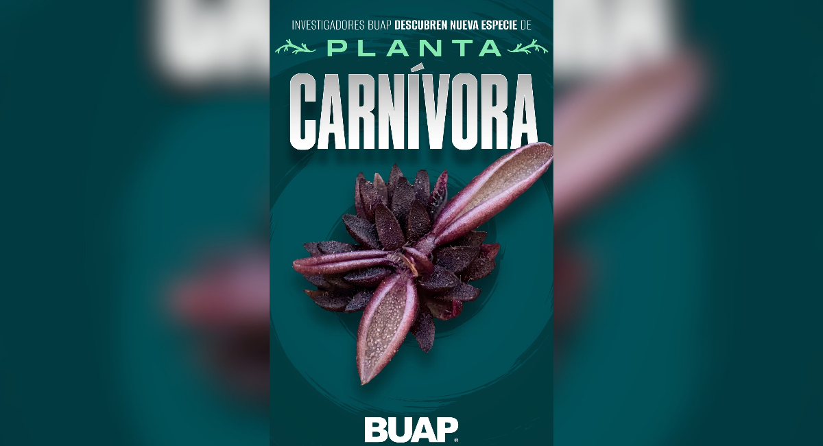 Investigadores de la BUAP descubren nueva planta carnívora en Hidalgo