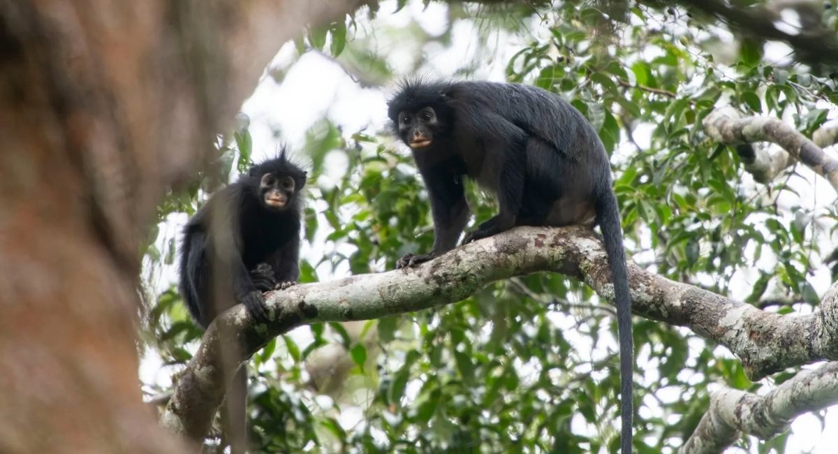 Descubren en el Congo una nueva especie de mono de labios naranjas