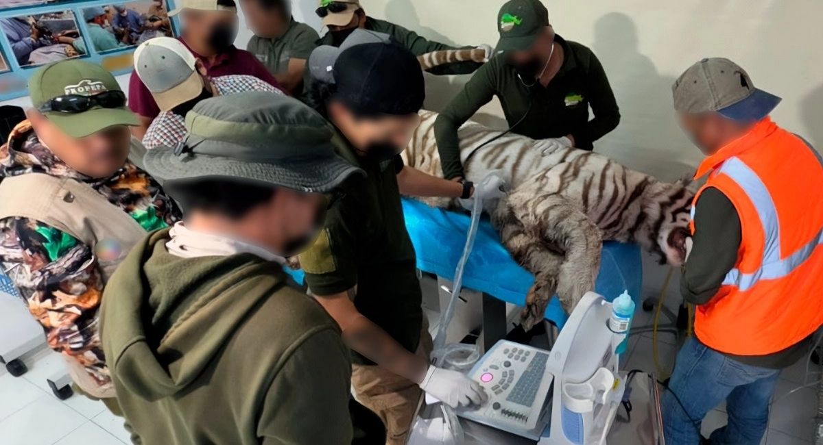 Muere Kenzo y clausuran refugio tras fuga del tigre en Edomex