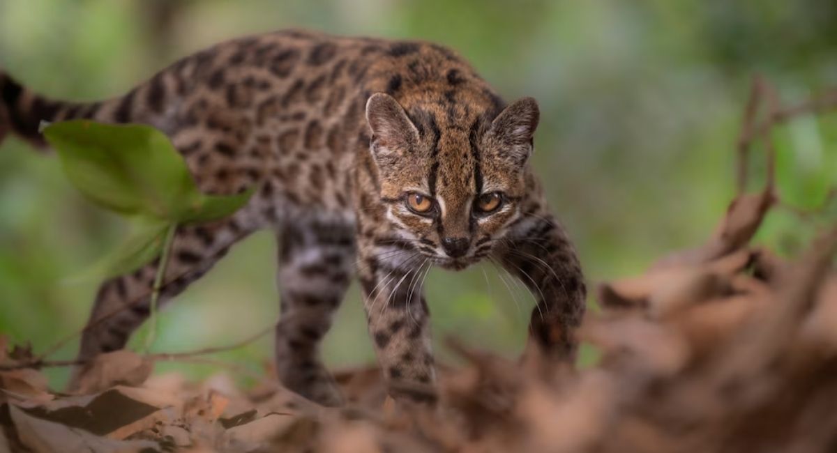 Bolivia descubre al tilcayo, el primer nuevo felino en más de un siglo